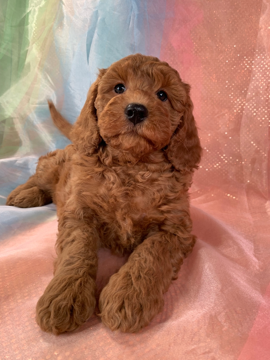 Dark Red Female Mini Bernedoodle Puppy for Sale DOB 11-27-2021